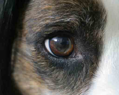 Cwmbran Dog Training Photo