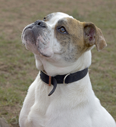 Cwmbran Dog Training Photo